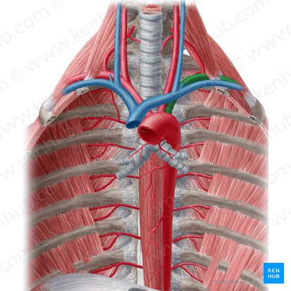 Arteria subclavia izquierda (Arteria subclavia sinistra); Imagen: Yousun Koh