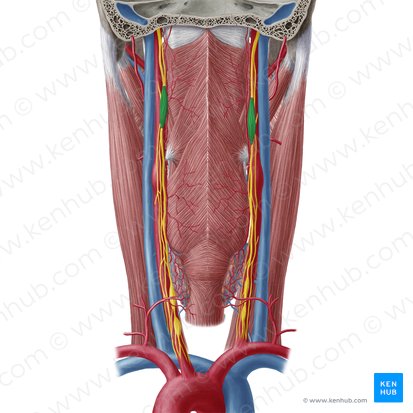 Gânglio cervical superior (Ganglion cervicale superius); Imagem: Yousun Koh