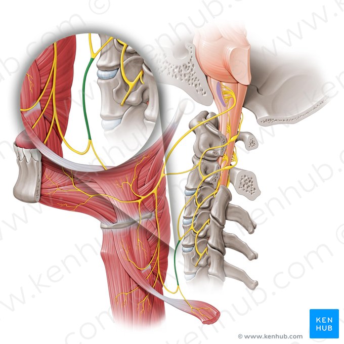 Raiz inferior da alça cervical (Radix inferior ansae cervicalis); Imagem: Paul Kim