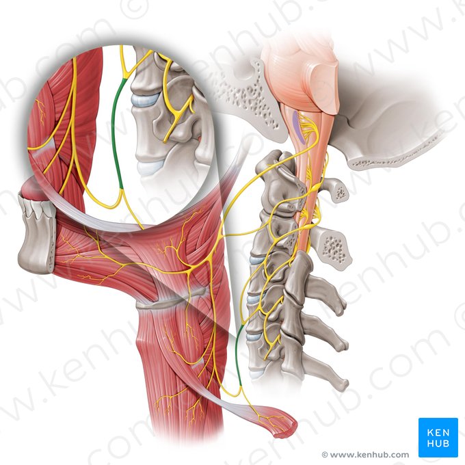 Raíz inferior del asa cervical (Radix inferior ansae cervicalis); Imagen: Paul Kim