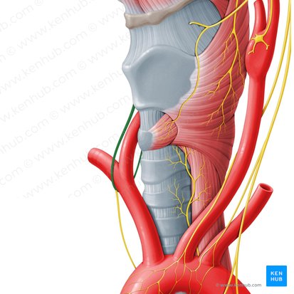 Right recurrent laryngeal nerve (Nervus laryngeus recurrens dexter); Image: Paul Kim