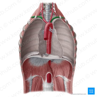 Arteria subclavia (Unterschlüsselbeinarterie); Bild: Yousun Koh