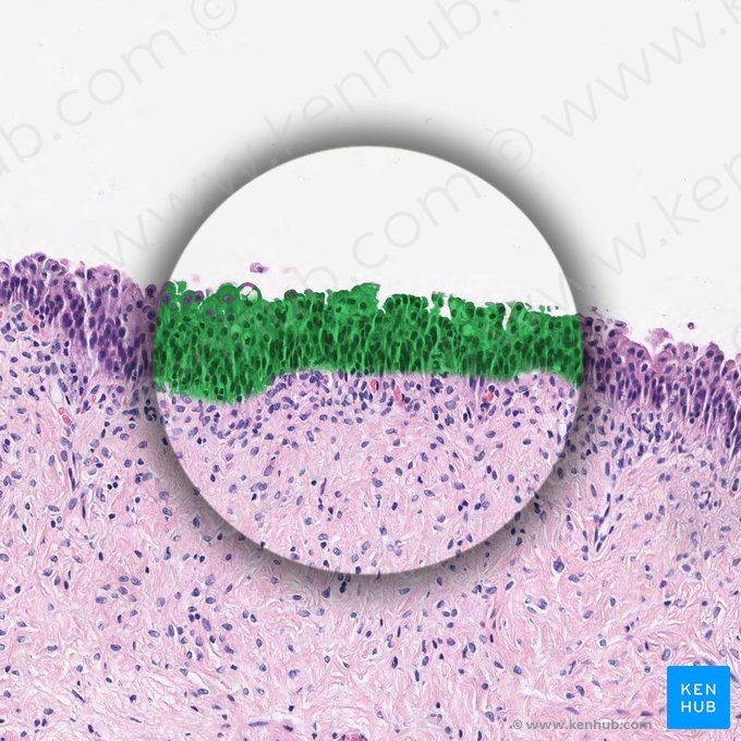 Urotélio (Urothelium); Imagem: 