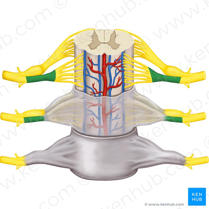 Raíz anterior del nervio espinal (Radix anterior nervi spinalis); Imagen: Rebecca Betts
