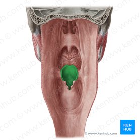 Epiglote (Epiglottis); Imagem: Yousun Koh