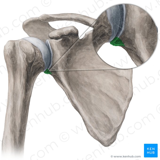 Infraglenoid tubercle of scapula (Tuberculum infraglenoidale scapulae); Image: Yousun Koh