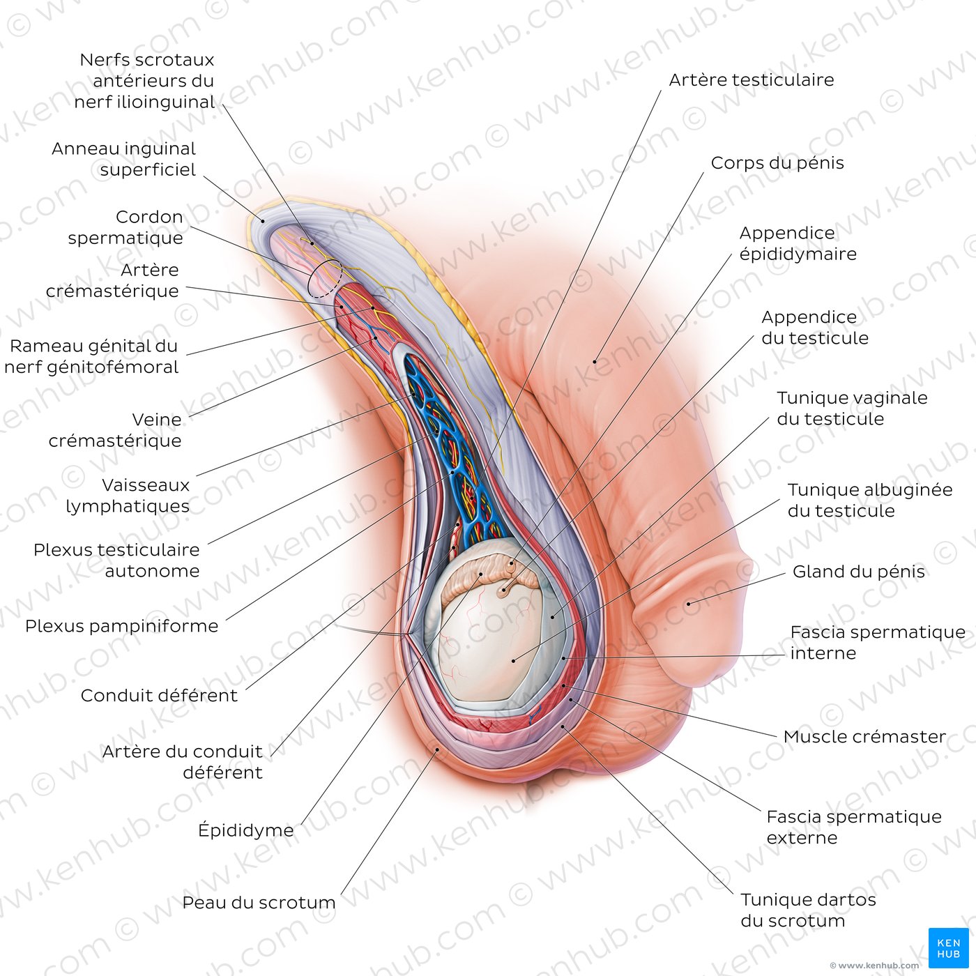 Contenu du scrotum et du cordon spermatique