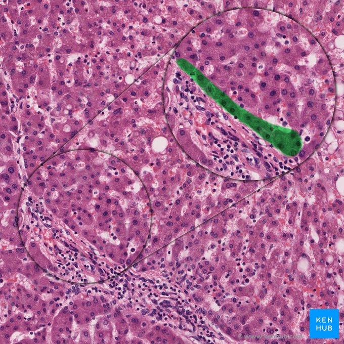 Plaque limitante (Lamina hepatica limitans); Image : 