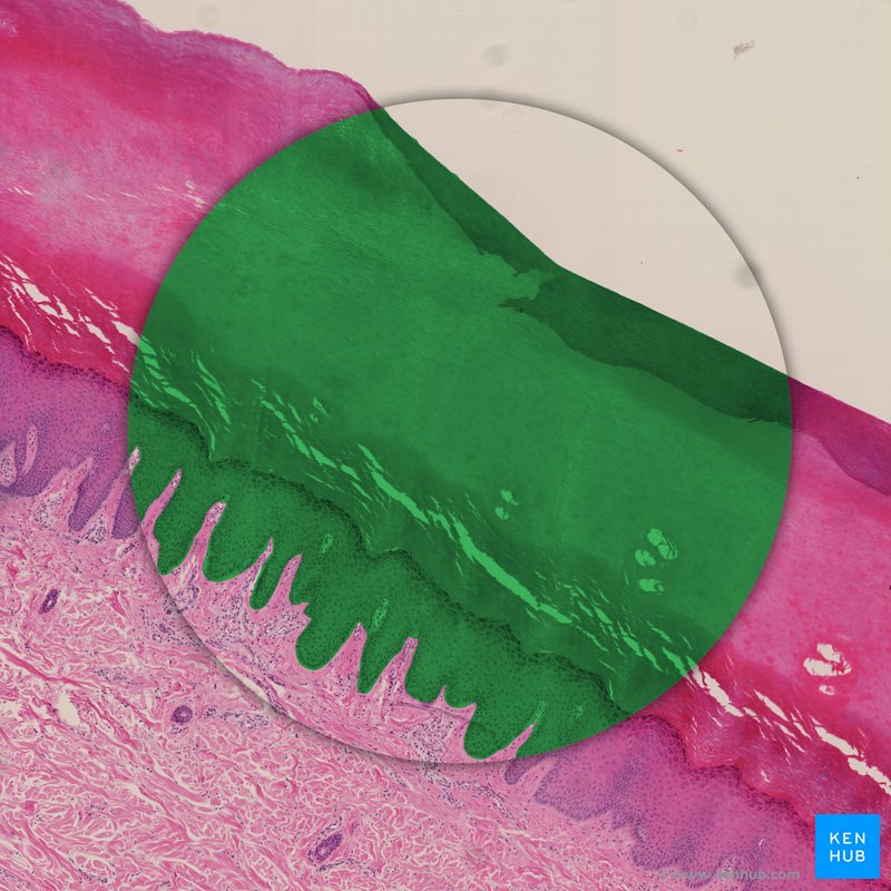 Epitélio escamoso estratificado queratinizado (verde) - lâmina histológica