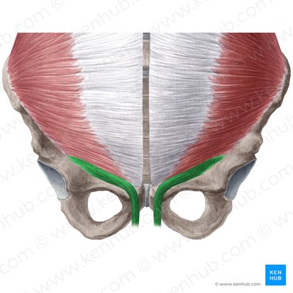 Cremaster muscle (Musculus cremaster); Image: Yousun Koh