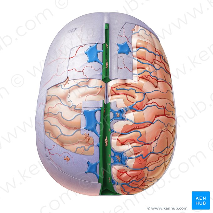 Seno sagital superior (Sinus sagittalis superior); Imagen: Paul Kim