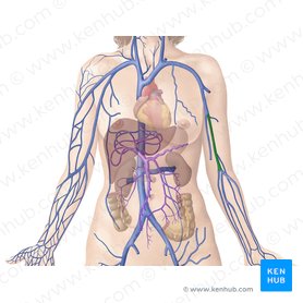 Major arteries, veins and nerves of the body: Anatomy | Kenhub