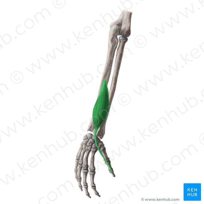 Músculo extensor longo do polegar (Musculus extensor pollicis longus); Imagem: Yousun Koh