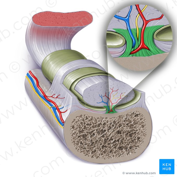 Mesotenon (Mesotendo); Imagen: Paul Kim