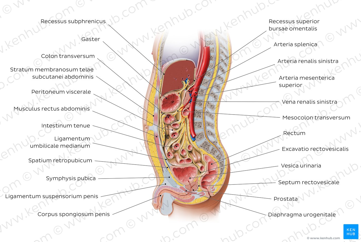 Peritonealverhältnisse (2)