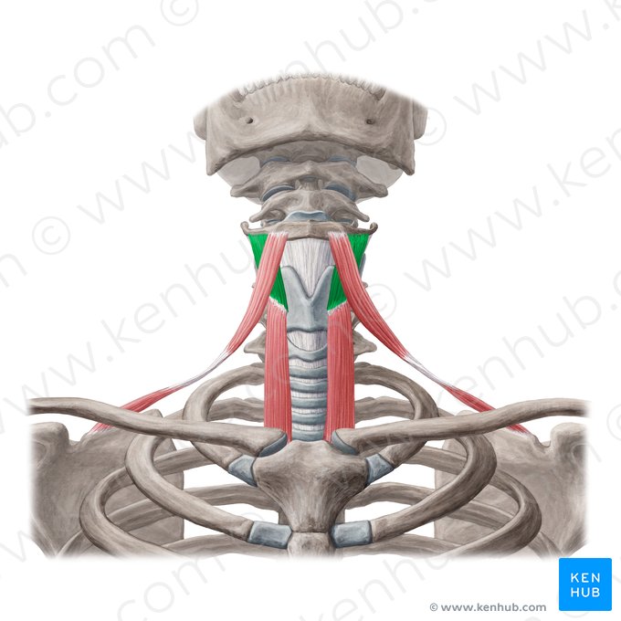 Músculo tireo-hióideo (Musculus thyrohyoideus); Imagem: Yousun Koh