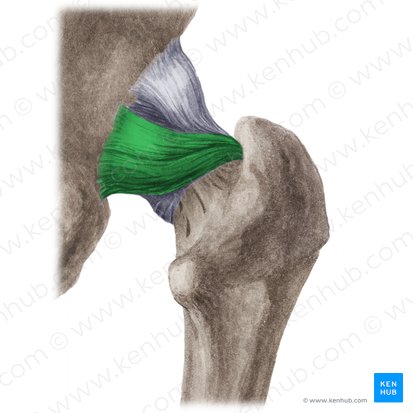 Ligamento isquiofemoral (Ligamentum ischiofemorale); Imagen: Liene Znotina