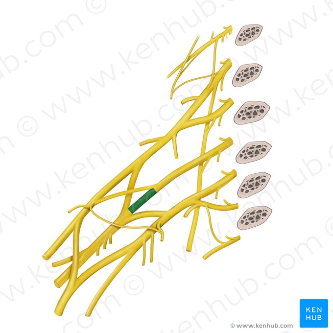 División posterior del tronco medio del plexo braquial (Divisio posterior trunci medii plexus brachialis); Imagen: Begoña Rodriguez