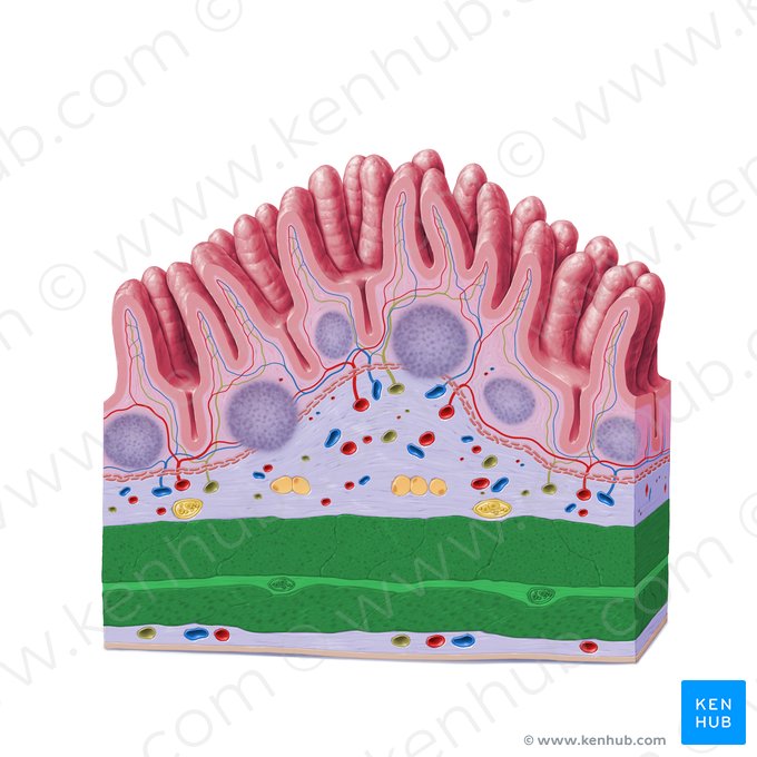 Túnica muscular (Tunica muscularis); Imagem: Paul Kim