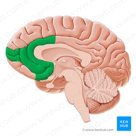 Ventromedial prefrontal cortex (Cortex prefrontalis ventromedialis); Image: Yousun Koh