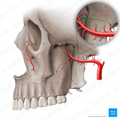 Pharyngeal branch of maxillary artery (Ramus pharyngeus arteria maxillaris); Image: Paul Kim