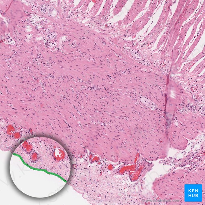 Mesotelio del peritoneo visceral (Mesothelium peritonei visceralis); Imagen: 