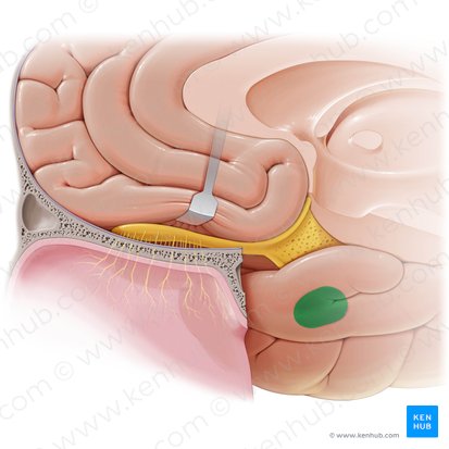 Corpo amigdaloide (Corpus amygdaloideum); Imagem: Paul Kim