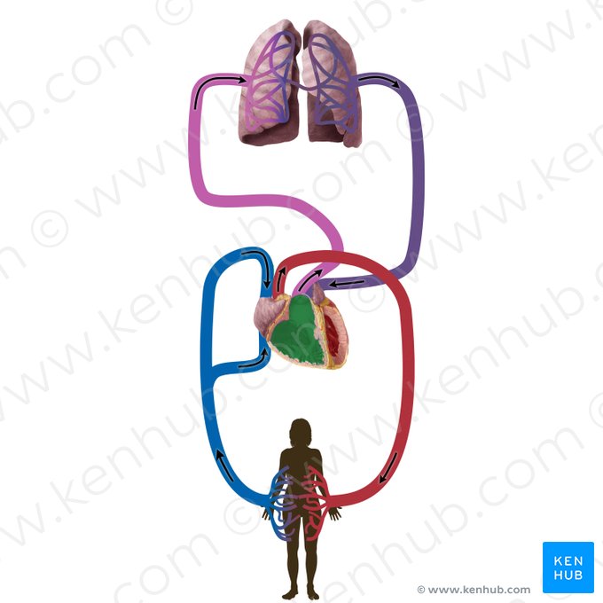 Ventrículo derecho (Ventriculus dexter cordis); Imagen: Begoña Rodriguez