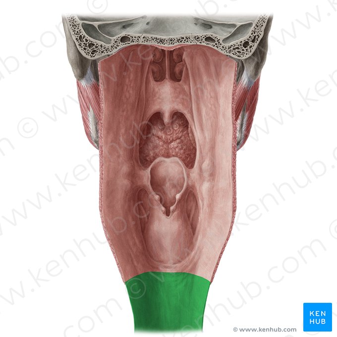 Oesophagus (Speiseröhre); Bild: Yousun Koh