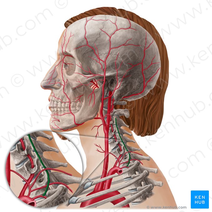 Deep cervical artery (Arteria cervicalis profunda); Image: Yousun Koh