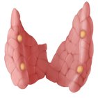 Parathyroid gland histology