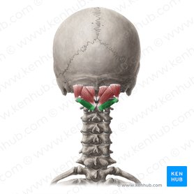 Musculus obliquus capitis inferior (Unterer schräger Kopfmuskel); Bild: Yousun Koh