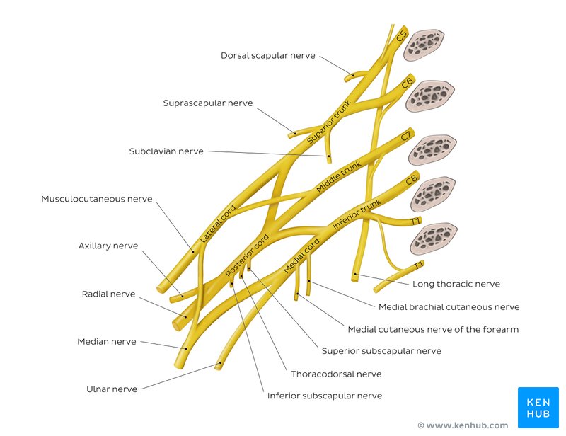 Overview of the brachial plexus - ventral view