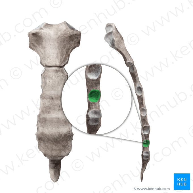 6ª incisura costal del esternón (Incisura costalis 6 sterni); Imagen: Begoña Rodriguez