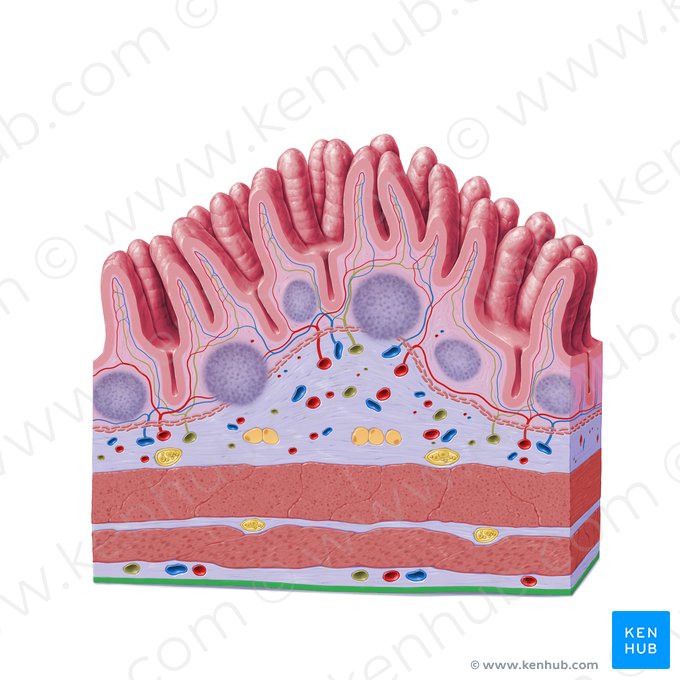 Mesothelium (Mesothel); Bild: Paul Kim