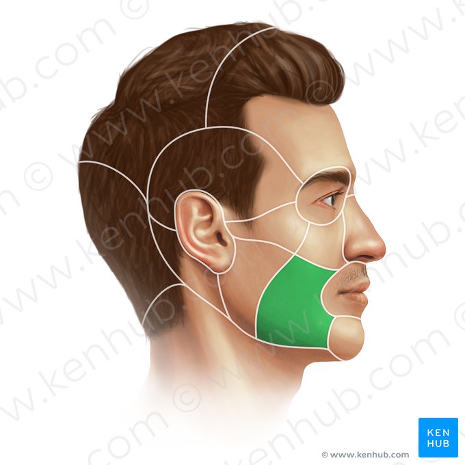 Buccal region (Regio buccalis); Image: Paul Kim