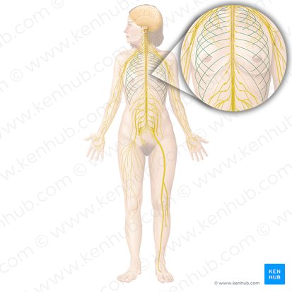 Intercostal nerve (Nervus intercostalis); Image: Begoña Rodriguez