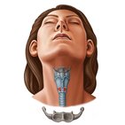 Hyoid bone