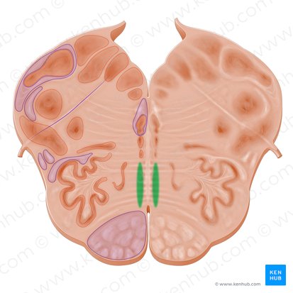 Lemnisco medial (Lemniscus medialis); Imagen: Paul Kim