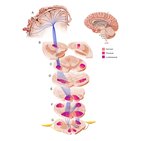 Corticonuclear and corticospinal tracts