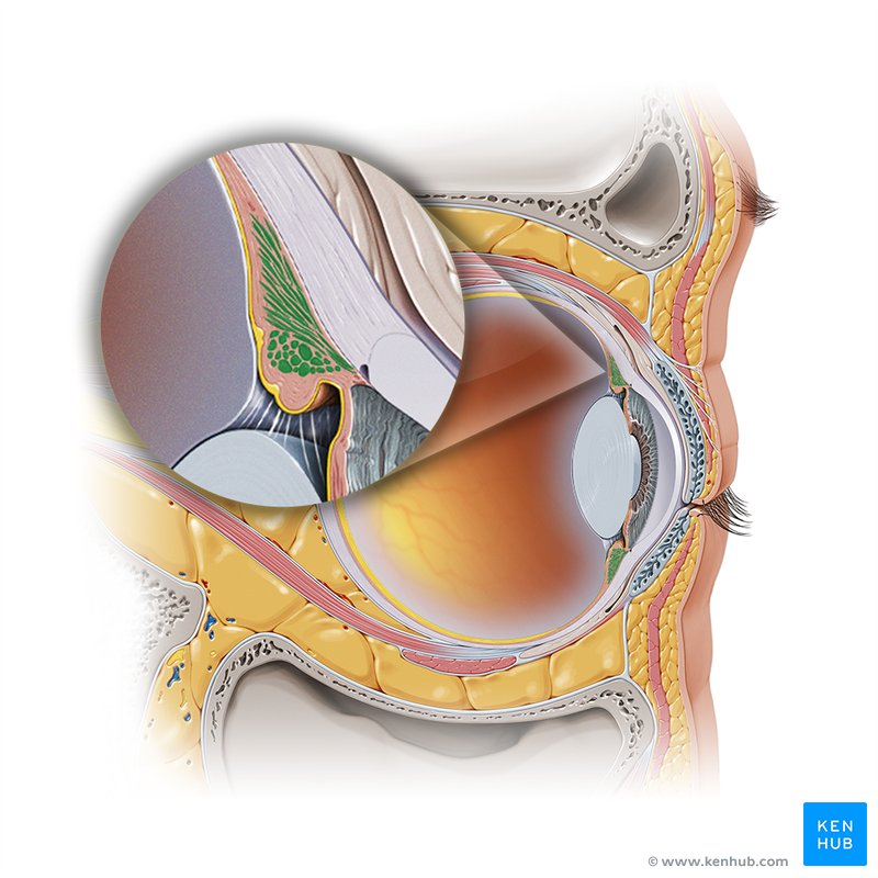 Ciliary muscle (Musculus ciliaris)