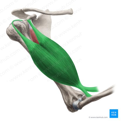 Musculus biceps brachii (Zweiköpfiger Oberarmmuskel); Bild: Yousun Koh