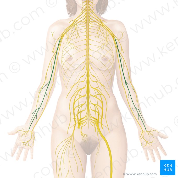 Median nerve (Nervus medianus); Image: Begoña Rodriguez