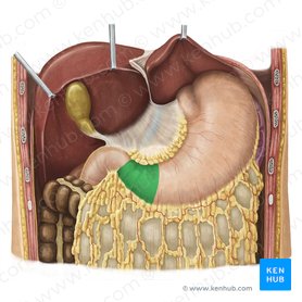 Pyloric part of stomach (Pars pylorica gastris); Image: Irina Münstermann