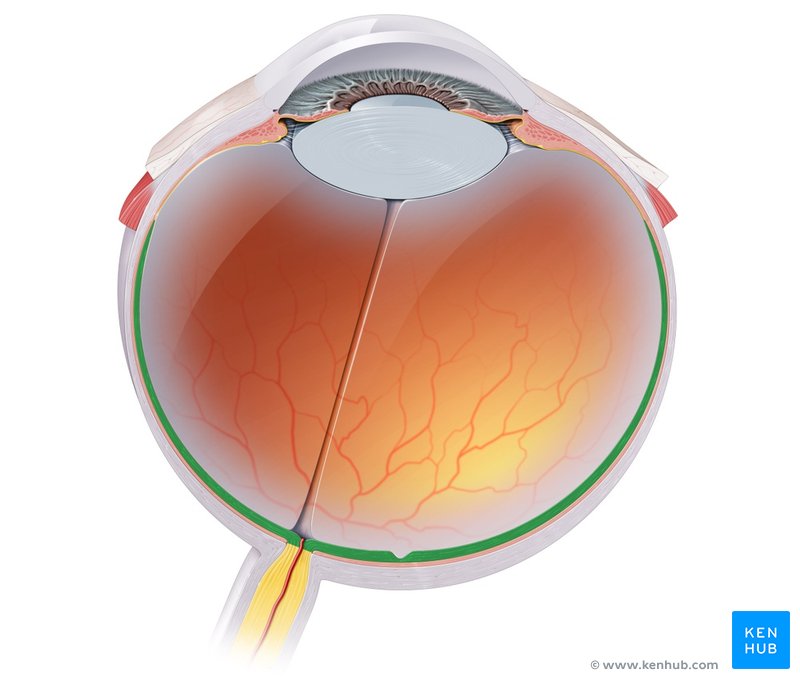 Optic part of retina - cranial view