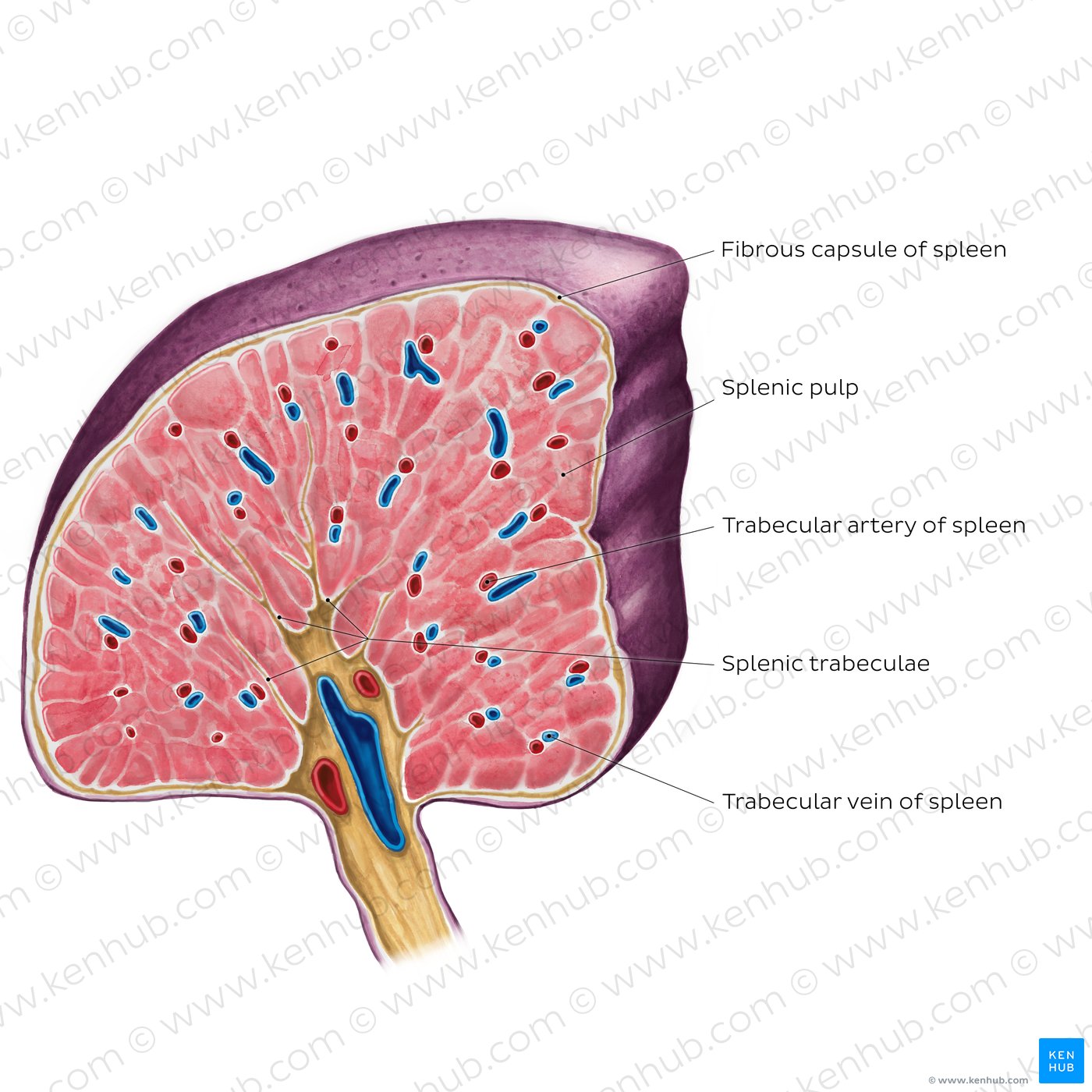 Cross section of the spleen