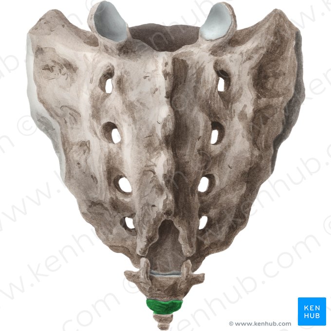 Vértebra Co2 (Vertebra Co2); Imagen: Liene Znotina