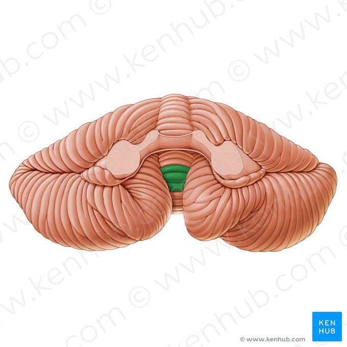 Uvula vermis (Zäpfchen des Kleinhirnwurms); Bild: Paul Kim