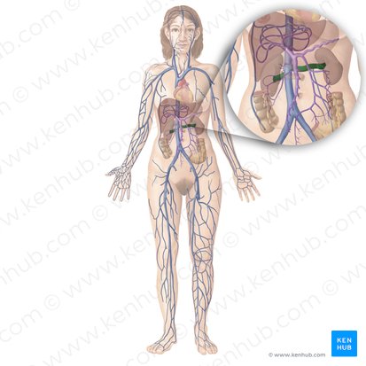 Veia renal (Vena renalis); Imagem: Begoña Rodriguez