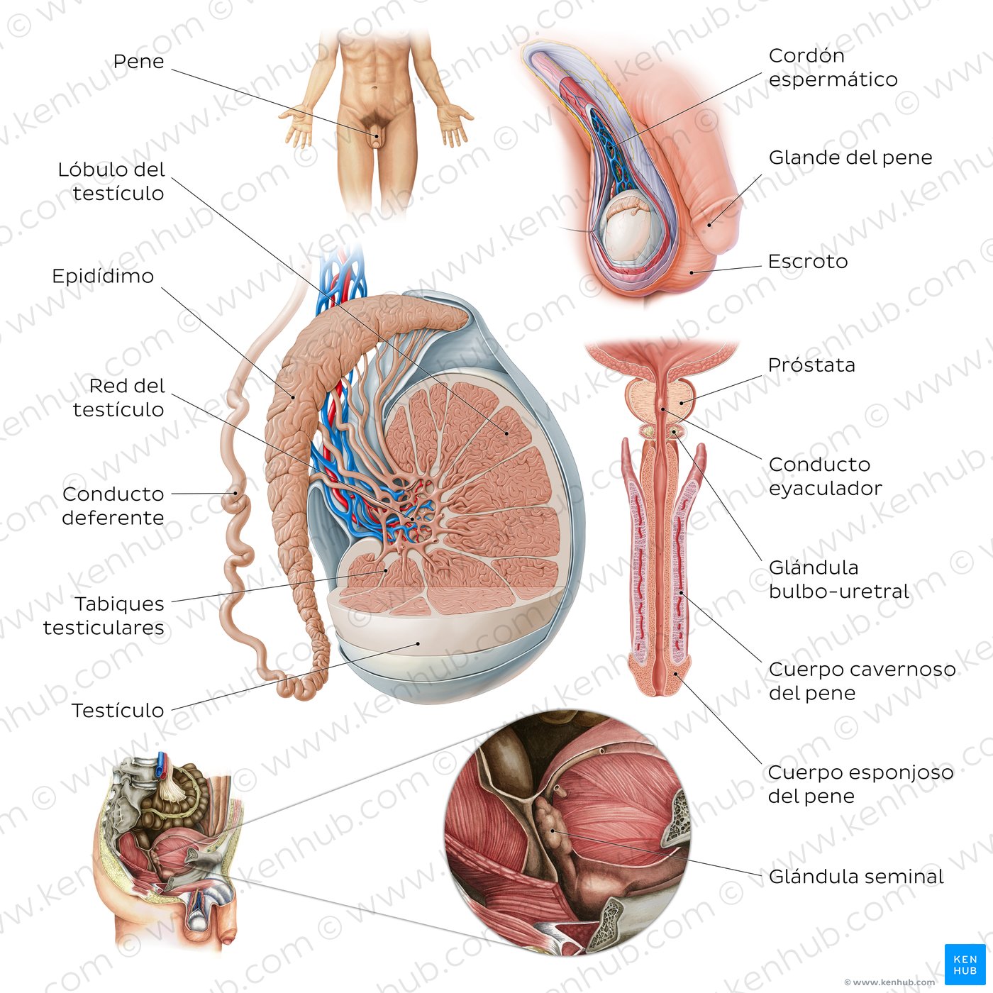 Partes del diagrama del sistema reproductor masculino